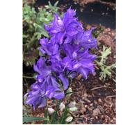 6x Pieds d'alouette - Delphinium hybr. 'Delgenius Breezin' | 9x9 cm pot