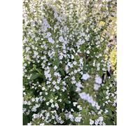 6x Thym de montagne - Calamintha nep. 'Nepeta' 9x9 cm pot