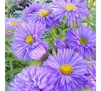 6x Vergerette 'Azure Beauty' - Erigeron hybride 'Azure Beauty' - Godet 9x9cm