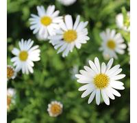 6x Vergerette de Karvinski - Erigeron karvinskianus - Godet 9x9cm