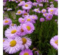 6x Vergerette 'Rosa Jewel' - Erigeron ‘Rosa Jewel’ - Godet 9x9cm