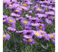 6x Vergerette 'Thinest Aller' - Erigeron ‘Dunkelste Aller’ - Godet 9x9cm