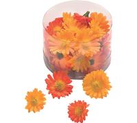 6XKNORR prandell 216529786 Marg.bloom.2,5-3cm ou