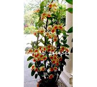 7: 80Pcs Semi di albero di Dendrobium, semi di fiori in vaso in piante di orchidee rare multi colori semi di fiori da giardino