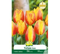 7 Bulbes de Tulipes, Flair, Jaune-Rouge, Ø 12/+
