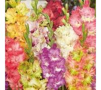 7 bulbes Glaïeuls Ruffled Mix