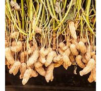 7 Graines de Cacahuète - Arachis hypogaea L - Légumineuse Rouge - Tropicale Fruit Jardin - 343