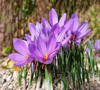 70 graines de fleurs de crocus fraîches