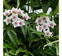 70 graines de fleurs de hoya fraîches et neuves