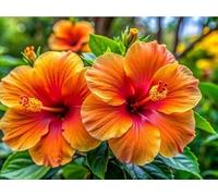 70 graines de fleurs d'hibiscus