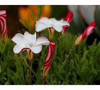 70 graines de fleurs d'oxalis versicolor rouge-blanc