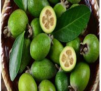 70 graines de fruits Feijoa