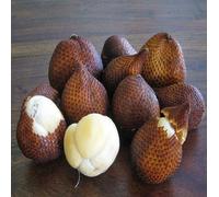 70 graines de fruits frais Salak