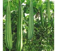 70 graines de légumes frais de Luffa