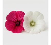 70 Graines de Malope (Malope trifida grandiflora) - SemiSauvage Permaculture - graines reproductibles