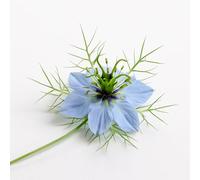 70 Graines de Nigelle de Damas (Nigella damascena) - SemiSauvage Permaculture - graines reproductibles
