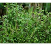 70 graines de nouvelles plantes fraîches de tulsi