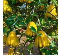 70 graines de plantes fraîches de la main de Bouddha
