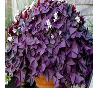 70 graines de plantes Oxalis