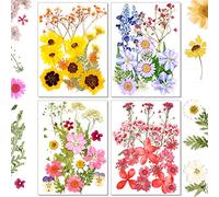 70 Pcs Vraies Fleurs Pressées Séchées, Marguerites Naturelles Pressées De Vraies Fleurs Mélangées Plusieurs Fleurs Sèches Et Feuilles Ensemble pour DIY Bougie Décoration Résine Bijoux Artisanat