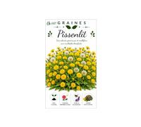 700 graines de Pissenlit Sauvage, taraxacum Officinal - Dandelion