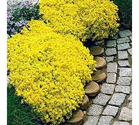700 Pièces Graines de Cresson de Roche, Graines de Thym Serpolet Plante Vivace Couvre-Sol, Graine de Thym Rampant Faciles à Cultiver, Graines Fleurs à Semer pour Jardin Pelouse Balcon (Jaune)