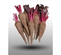 75 Graines À Semer - Le Grenier D'abondance - Betterave Longue Crapaudine - Beta Vulgaris