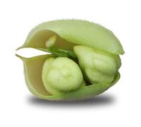 75 Grammes À Semer - Le Grenier D'abondance - Pois Chiche - Cicer Arietinum