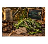 75 grammes de graines à semer - Le Grenier d'Abondance - POIS Gourmands Carouby de Maussane - Pisum sativum