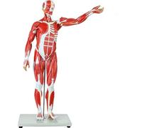 78 Cm Modèle Scientifique des Muscles Et Organes Humains A 27-Partie Half-Life Taille du Muscle Modèle avec Organes Et Anatomie Musculaire