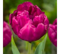 8 bulbes de Tulipes doubles précoces 'Royal Acres' | Circonférence 12/+ cm | Bulbes provenant des meilleurs producteurs néerlandais | Sélection exclusive et contrôle qualité | Floraison garantie.