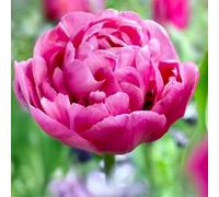 8 bulbes de Tulipes doubles précoces 'Sunset Tropical' | Circonférence 12/+ cm | Bulbes provenant des meilleurs producteurs néerlandais | Sélection exclusive et contrôle qualité | Floraison garantie.