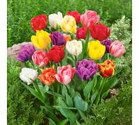 8 bulbes de Tulipes doubles tardives en mélange | Circonférence 12/+ cm | Bulbes provenant des meilleurs producteurs néerlandais | Sélection exclusive et contrôle qualité | Floraison garantie.