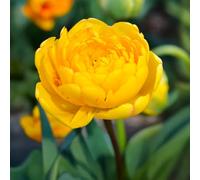 8 bulbes de Tulipes doubles tardives 'Yellow Pompenette' | Circonférence 12/+ cm | Bulbes provenant des meilleurs producteurs néerlandais | Sélection exclusive et contrôle qualité | Floraison garantie