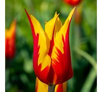 8 bulbes de Tulipes liliumformis 'Fire Wings' | Circonférence 12/+ cm | Bulbes provenant des meilleurs producteurs néerlandais | Sélection exclusive et contrôle qualité | Floraison garantie