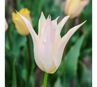 8 bulbes de Tulipes liliumformis 'Johan Cruijff' | Circonférence 12/+ cm | Bulbes provenant des meilleurs producteurs néerlandais | Sélection exclusive et contrôle qualité | Floraison garantie.