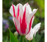 8 bulbes de Tulipes liliumformis 'Marilyn' | Circonférence 12/+ cm | Bulbes provenant des meilleurs producteurs néerlandais | Sélection exclusive et contrôle qualité | Floraison garantie.