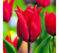 8 bulbes de Tulipes liliumformis 'Pretty Woman' | Circonférence 12/+ cm | Bulbes provenant des meilleurs producteurs néerlandais | Sélection exclusive et contrôle qualité | Floraison garantie