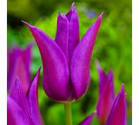 8 bulbes de Tulipes liliumformis 'Purple Dream' | Circonférence 12/+ cm | Bulbes provenant des meilleurs producteurs néerlandais | Sélection exclusive et contrôle qualité | Floraison garantie.