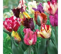 8 bulbes de Tulipes Perroquet en mélange | Circonférence 12/+ cm | Bulbes provenant des meilleurs producteurs néerlandais | Sélection exclusive et contrôle qualité | Floraison garantie.