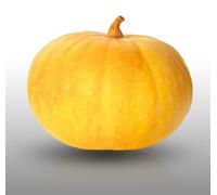 8 graines à semer - Le Grenier d'Abondance - POTIRON Jaune Gros de Paris - Cucurbita maxima