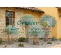 8 graines à semer - Le Grenier d'Abondance - Yucca rostrata Gray Green - Yucca bec-de-héron gris-vert