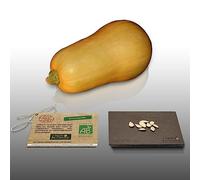 8 graines Bio à semer - Le Grenier d'Abondance - COURGE BUTTERNUT - Certifié AB - Cucurbita moschata
