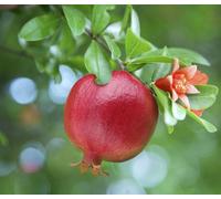 8 Graines De Grenadier