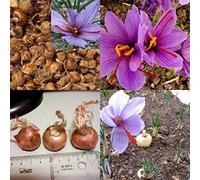 8 lampadine a forma di zafferano Crocus Sativus, facili da coltivare, per donne, uomini, bambini, principianti, giardinieri, idea regalo