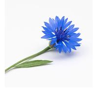 80 Graines de Bleuet Impérial (Centaurea moschata imperialis) - SemiSauvage Permaculture - graines reproductibles
