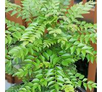 80 graines de feuilles de curry vert