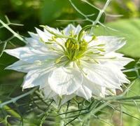 80 graines de fleurs de nigelle blanche