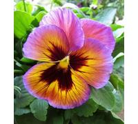 80 graines de fleurs de pensée