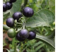 80 graines de fruits de myrtille